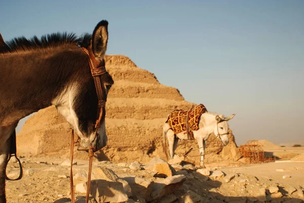 Saqqarah Mısır Çölde Bedevi Eşek — Stok fotoğraf
