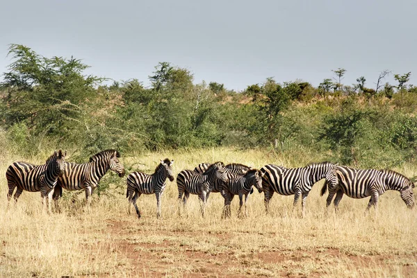 Zebra Dél Afrikai Kruger Parkban — Stock Fotó