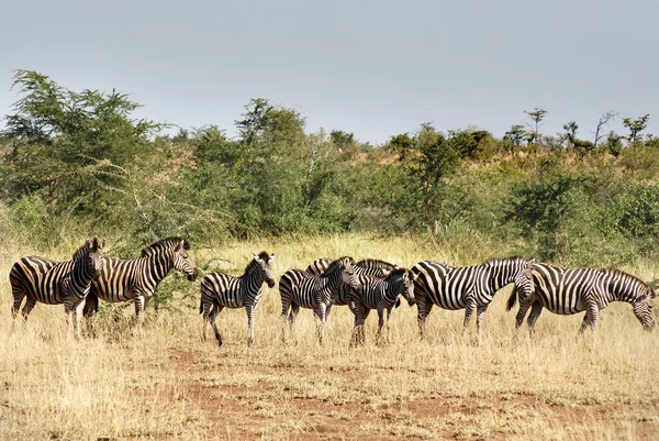 Zebra Parku Kruger Rpa — Zdjęcie stockowe