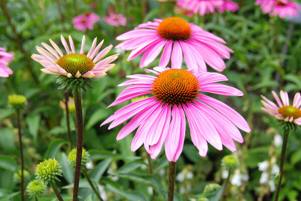 красивые розовые цветы в саду
