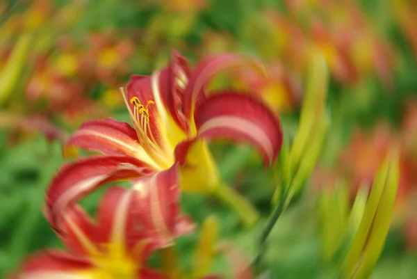 Primer Plano Hermosa Flor Jardín —  Fotos de Stock