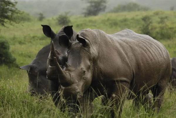 Rhinoceros Also Known Rhino Group Five Extant Species Odd Toed — Stock Photo, Image