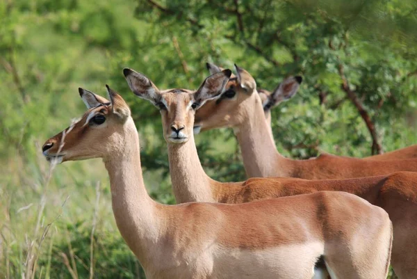 Impalas Hluhluwe Imfolosi Parkı Güney Afrika — Stok fotoğraf