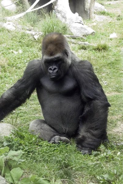 Los Gorilas Son Las Especies Más Grandes Primates Existentes Son — Foto de Stock