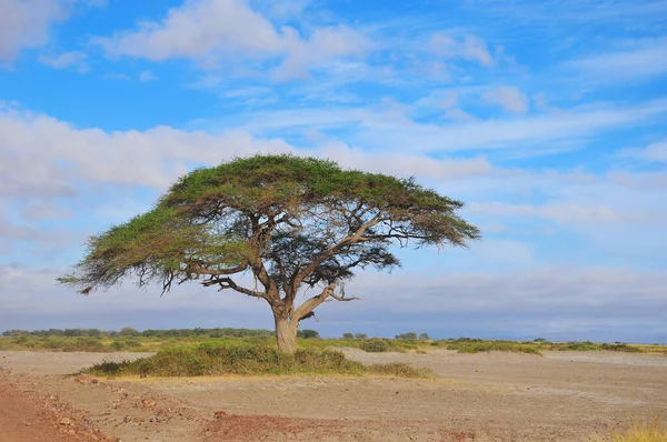Blick Über Eine Afrikanische Ebene Kenia Amboseli Naturpark — Stockfoto