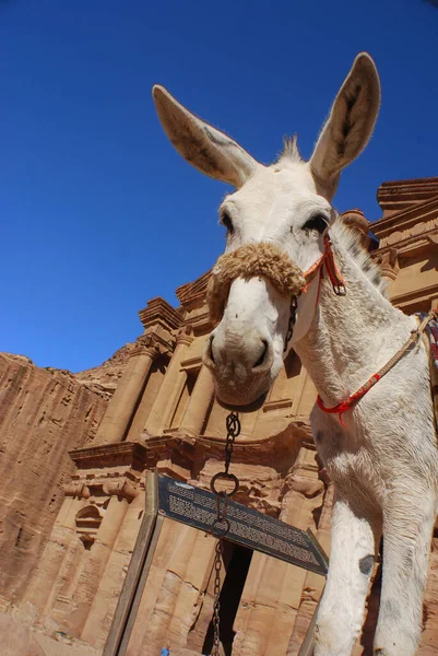 Deir Veya Deir Ürdün Eski Petra Şehrinde Kayadan Oyulmuş Anıtsal — Stok fotoğraf