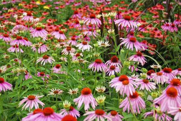 Belles Fleurs Roses Dans Jardin — Photo