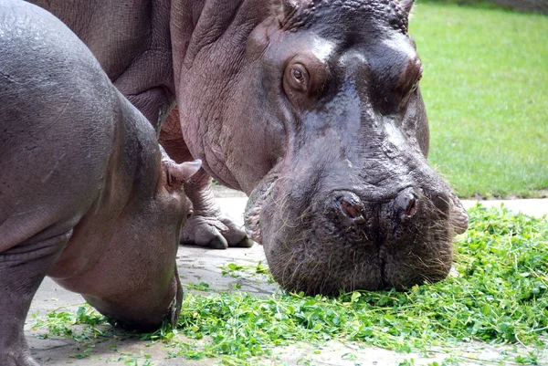 Familia Hipópotamus Hipópopotamus Amphibius Hippo Del Griego Antiguo Para Caballo —  Fotos de Stock