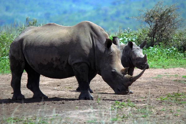 Rinoceronte Mãe Bezerro Hluhluwe Imfolosi Park África Sul — Fotografia de Stock