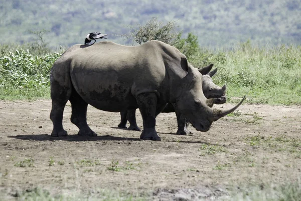 남아프리카 공화국 Hluhluwe Imfolosi 공원에 코뿔소 — 스톡 사진