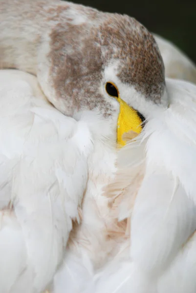 Beyaz Kuş Yaklaş — Stok fotoğraf