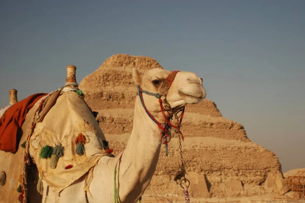 Saqqarah Egypte Bedoeïenen Kameel Woestijn — Stockfoto