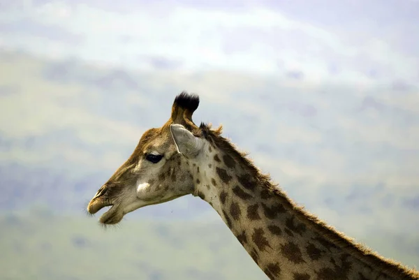 Hluhluwe Imfolozi Park Südafrika Die Giraffe Giraffa Camelopardalis Ist Ein — Stockfoto