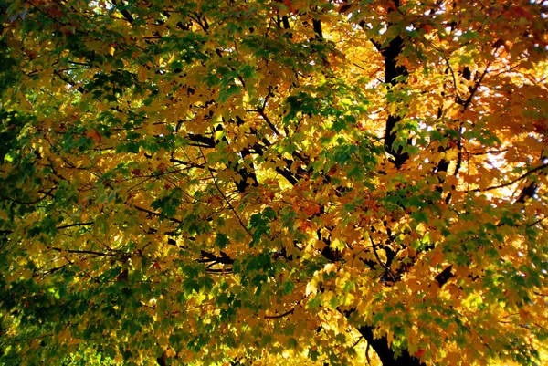 Gelbe Ahornblätter Herbst Flora Herbst — Stockfoto