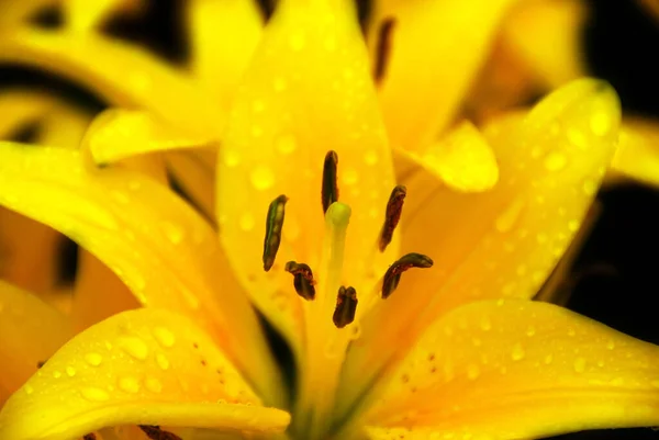 Gündüzleri Hemerocallis Cinsinde Çiçek Açan Bir Bitkidir Çekici Çiçekleri Için — Stok fotoğraf