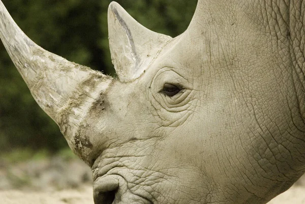 Rinoceronte Blanco Rinoceronte Labio Cuadrado Especie Rinoceronte Más Grande Existente — Foto de Stock