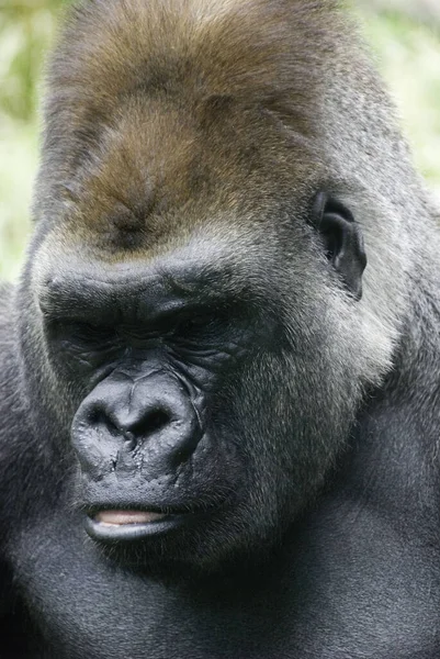 Gorillák Földlakó Túlnyomórészt Növényevő Majmok Amelyek Közép Afrika Erdeiben Élnek — Stock Fotó