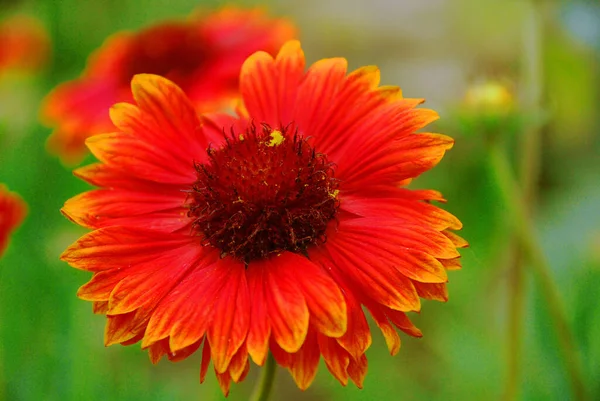 Gaillardia Pulchella Firewheel Indian Blanket Indian Blanketflower Sundance North American — Stock Photo, Image