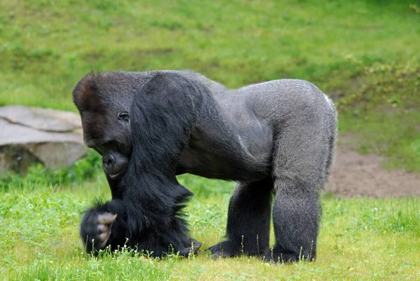 Gorillor Den Största Existerande Arten Primater Marklevande Främst Växtätande Apor — Stockfoto