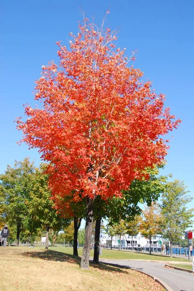 Montreal Quebec Canada 2010 Paesaggio Autunnale Dal Parc Jean Drapeau — Foto Stock