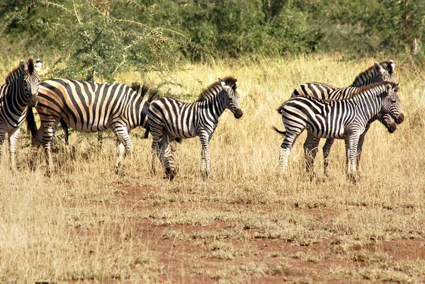 Zebra Kruger Park Zuid Afrika — Stockfoto