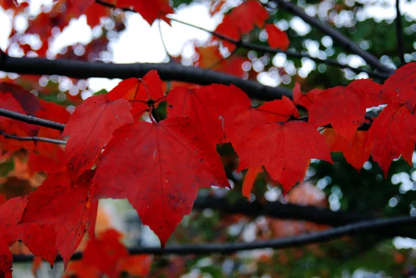 Rode Herfstbladeren Boom — Stockfoto