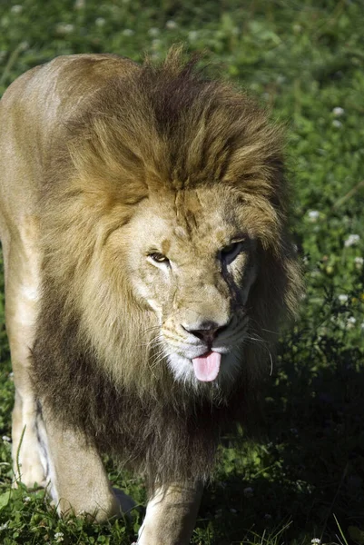 Lew Bardzo Charakterystyczny Samiec Lwa Jest Łatwo Rozpoznawalny Grzywie Jego — Zdjęcie stockowe