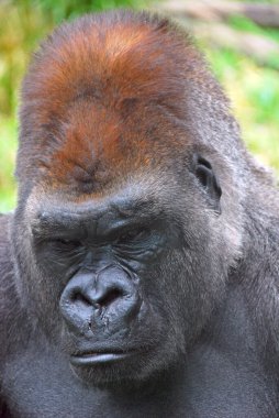 Goriller, Orta Afrika ormanlarında yaşayan, çoğunlukla otobur maymunlardır. Gorillerin DNA 'sı% 95-99' dan insanlarınkine çok benzer. 