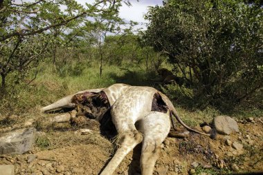 Savanada yerde yatan ölü zürafa. 