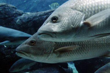 Suyun altında yüzen balıklar