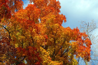 Bromont, Kanada 'da sonbahar ağacı