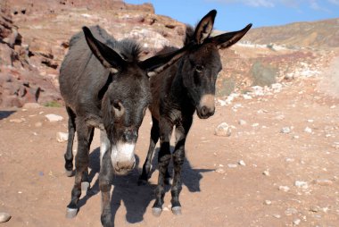Ürdün, Petra 'daki Eşek antik Nabatean şehrinde turistleri taşırdı.