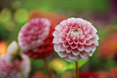 Dahlia, Meksika, Orta Amerika ve Kolombiya 'da yetişen tüylü, veremli, bitkisel bir bitki cinsidir..
