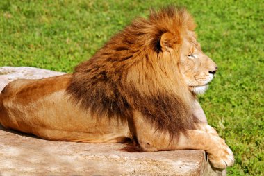 Aslan, Panthera cinsindeki dört büyük kediden biridir ve Felidae familyasının bir üyesidir. Bazı erkekler 250 kg ağırlığı (550 lb) aşarak kaplandan sonra yaşayan en büyük ikinci kedidir.