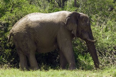 Filler, fil-tidae familyasının büyük memelileridir ve Proboscidea familyasına aittir. Geleneksel olarak iki tür tanınır: Afrika fili (Loxodonta africana) ve Asya fili.
