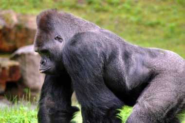 Goriller var olan en büyük primat türüdür. Orta Afrika ormanlarında yaşayan, ağırlıklı olarak otobur maymunlardır. Goriller iki türe ayrılır..
