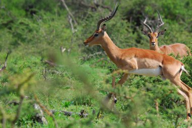 Hluhluwe imfolozi parkı Güney Afrika, Impala (Aepyceros melampus) doğu ve güney Afrika 'da bulunan orta büyüklükte bir antiloptur..