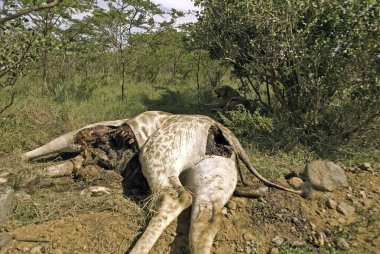 Savanada yerde yatan ölü zürafa.