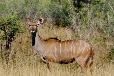 Büyük kudu, Afrika 'nın güneyinde ve doğusunda bulunan bir orman antilobu. Bu kadar geniş bir alanı işgal etmesine rağmen.