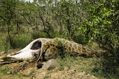 Savanada yerde yatan ölü zürafa. 