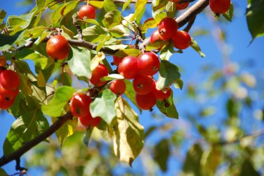 Olgun kırmızı kirazlar ağaçta