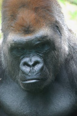 Goriller, Orta Afrika ormanlarında yaşayan, çoğunlukla otobur maymunlardır. Gorillerin DNA 'sı% 95-99' dan insanlarınkine çok benzer. 
