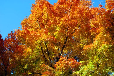 Bromont, Kanada 'da sonbahar ağacı