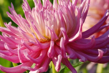 Dahlia, Meksika, Orta Amerika ve Kolombiya 'da yetişen tüylü, veremli ve uzun ömürlü bir bitki cinsidir. En az 36 tür yıldız çiçeği vardır, bazıları D-emperyali gibi, 10 metre uzunluğunda..