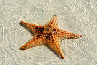 Zanzibar, Tanzanya denizyıldızı veya deniz yıldızları Asteroidea sınıfına ait ekodermlerdir. 
