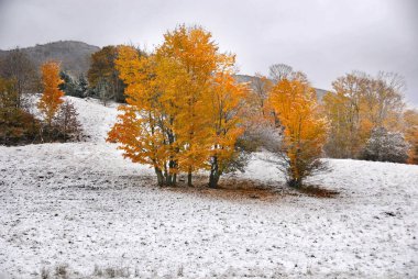 Coloful ağaçları ve karlı sonbahar manzarası