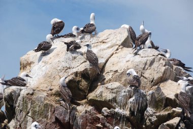 Ballestas Adaları, Peru 'nun güney kıyısında, Pisco Bölgesi' nin Paracas ilçesi içinde yer alan bir grup küçük adadır..