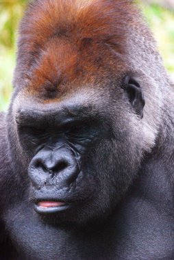 Goriller var olan en büyük primat türüdür. Orta Afrika ormanlarında yaşayan, ağırlıklı olarak otobur maymunlardır. Goriller iki türe ayrılır.. 