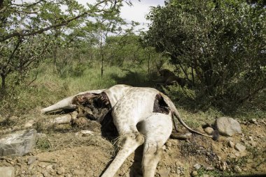 Savanada yerde yatan ölü zürafa. 
