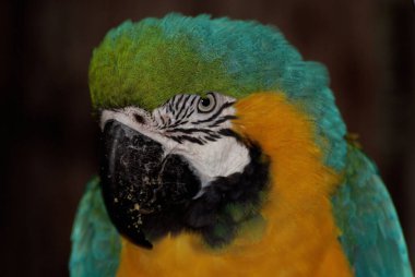 Mavi ve Sarı Macaw (ayrıca 